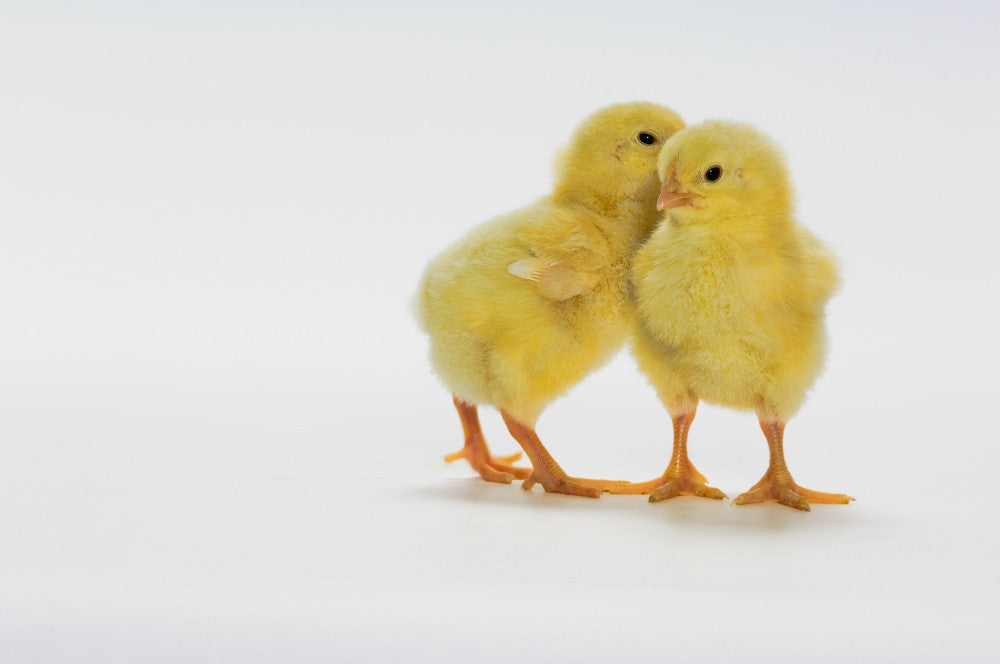 http://c328301.r1.cf1.rackcdn.com/DPI2064590LARGE.jpg