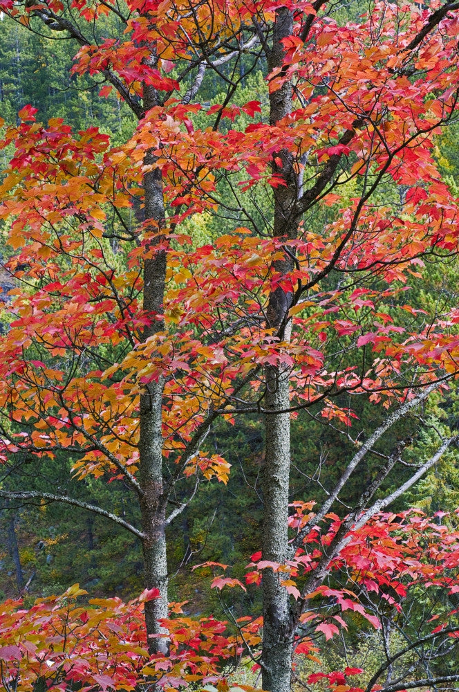 http://c328301.r1.cf1.rackcdn.com/DPI2065454LARGE.jpg