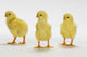 http://c328301.r1.cf1.rackcdn.com/DPI2066719.jpg