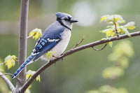 http://c328301.r1.cf1.rackcdn.com/DPI2075879.jpg