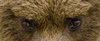 http://c328301.r1.cf1.rackcdn.com/DPI2093554LARGE.jpg
