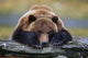 http://c328301.r1.cf1.rackcdn.com/DPI2093913.jpg