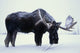 http://c328301.r1.cf1.rackcdn.com/DPI2093980.jpg
