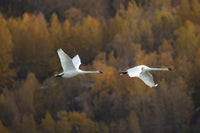 http://c328301.r1.cf1.rackcdn.com/DPI2094194LARGE.jpg
