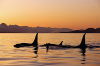 http://c328301.r1.cf1.rackcdn.com/DPI2103708LARGE.jpg