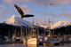http://c328301.r1.cf1.rackcdn.com/DPI2103735.jpg