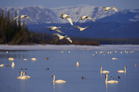 http://c328301.r1.cf1.rackcdn.com/DPI2103788LARGE.jpg