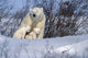 http://c328301.r1.cf1.rackcdn.com/DPI2112371.jpg