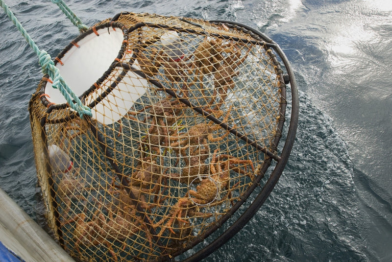 chris brown fishing net Crab Pot Photo Print by Chris Miller
