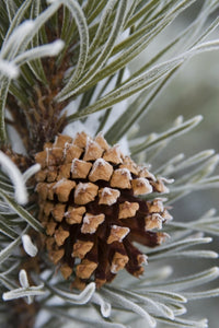 Frost-Covered Pine Cone Close-Up Fine Art Print by Charles Tribbey