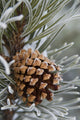 Frost-Covered Pine Cone Close-Up Fine Art Print by Charles Tribbey