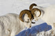 http://c328301.r1.cf1.rackcdn.com/DPI2152883.jpg