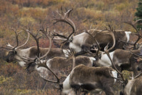 http://c328301.r1.cf1.rackcdn.com/DPI2174919LARGE.jpg