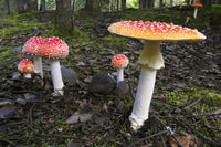 http://c328301.r1.cf1.rackcdn.com/DPI2175015.jpg