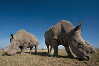 http://c328301.r1.cf1.rackcdn.com/DPI2297174.jpg