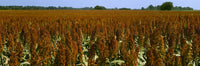 http://c328301.r1.cf1.rackcdn.com/DPI2344187LARGE.jpg
