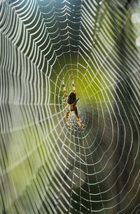 http://c328301.r1.cf1.rackcdn.com/DPI2380930.jpg