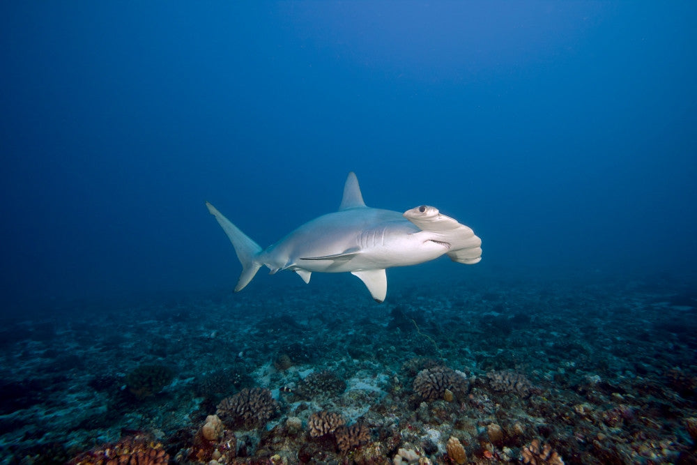 http://c328301.r1.cf1.rackcdn.com/DPI2425045.jpg