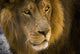 http://c328301.r1.cf1.rackcdn.com/DPI2426790.jpg