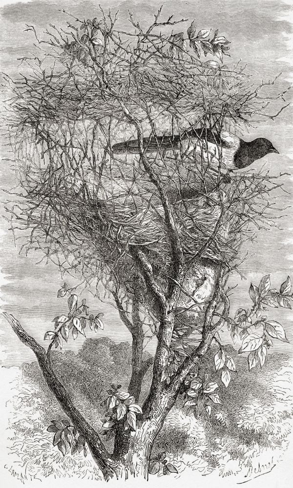 Eurasian Magpie Nest Fine Art Print by Ken Welsh (12x19)