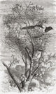 Eurasian Magpie Nest Fine Art Print by Ken Welsh (12x19)