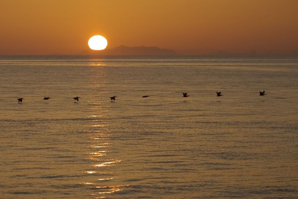 A Flock of Brown Pelicans at Sunset Photo Print by Ralph Lee Hopkins