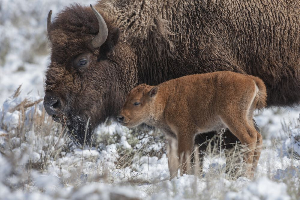 American Bison Calf with Adult in Yellowstone National Park Photo Print by Tom Murphy