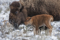 American Bison Calf with Adult in Yellowstone National Park Photo Print by Tom Murphy