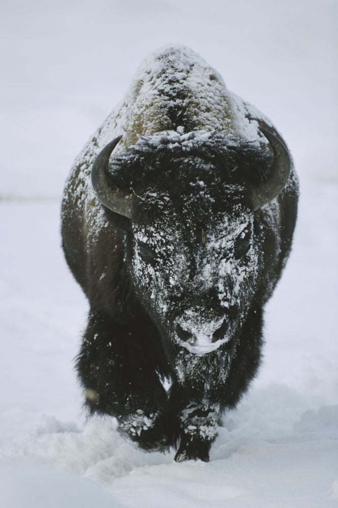 Frost-Covered American Bison Bull in Yellowstone Photo Print by Tom Murphy
