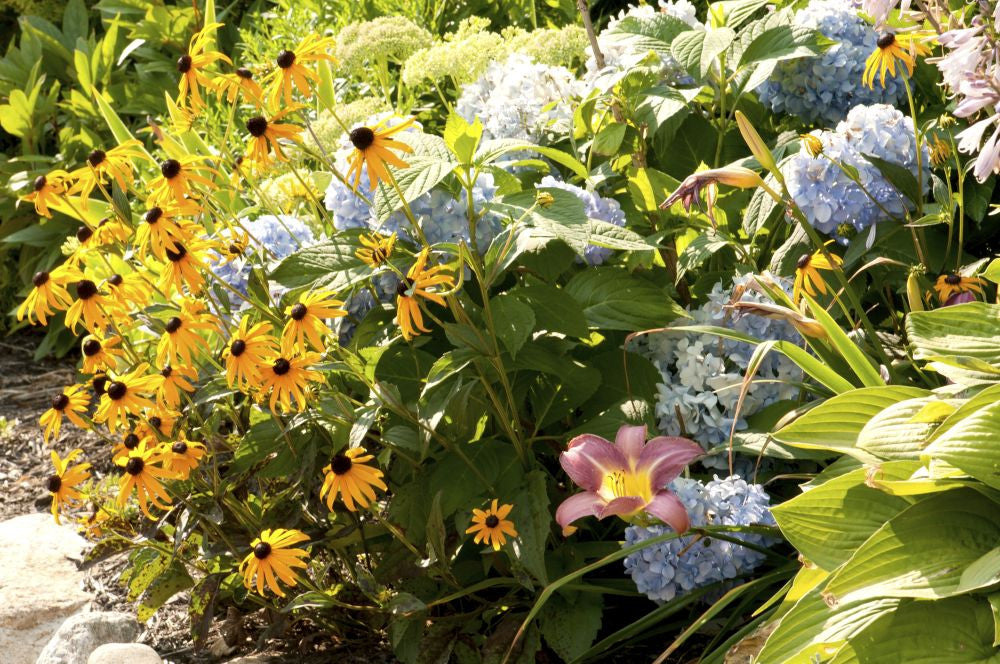 Cape Cod Garden Poster Print Featuring Black-Eyed Susans by Darlyne Murawski