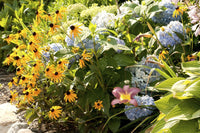 Cape Cod Garden Poster Print Featuring Black-Eyed Susans by Darlyne Murawski