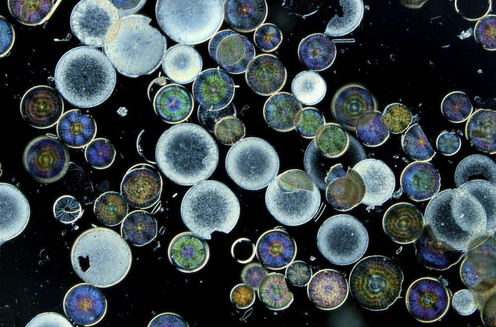 Microscopic View of Diatoms Poster Print by Darlyne Murawski - 17x11