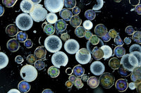 Microscopic View of Diatoms Poster Print by Darlyne Murawski - 17x11