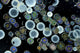 Microscopic View of Diatoms Poster Print by Darlyne Murawski - 17x11