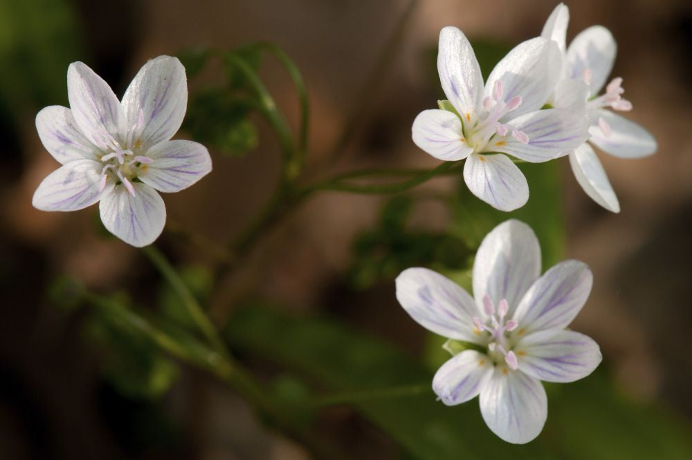 Virginia Spring Beauty Flowers Photo Print by Darlyne Murawski