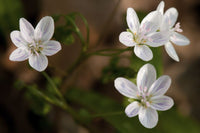 Virginia Spring Beauty Flowers Photo Print by Darlyne Murawski