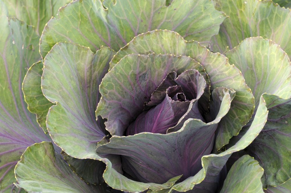 Close-Up of Large Cabbage Fine Art Print by Darlyne Murawski