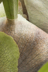 Close-Up Staghorn Fern Fronds Photo Print by Darlyne Murawski
