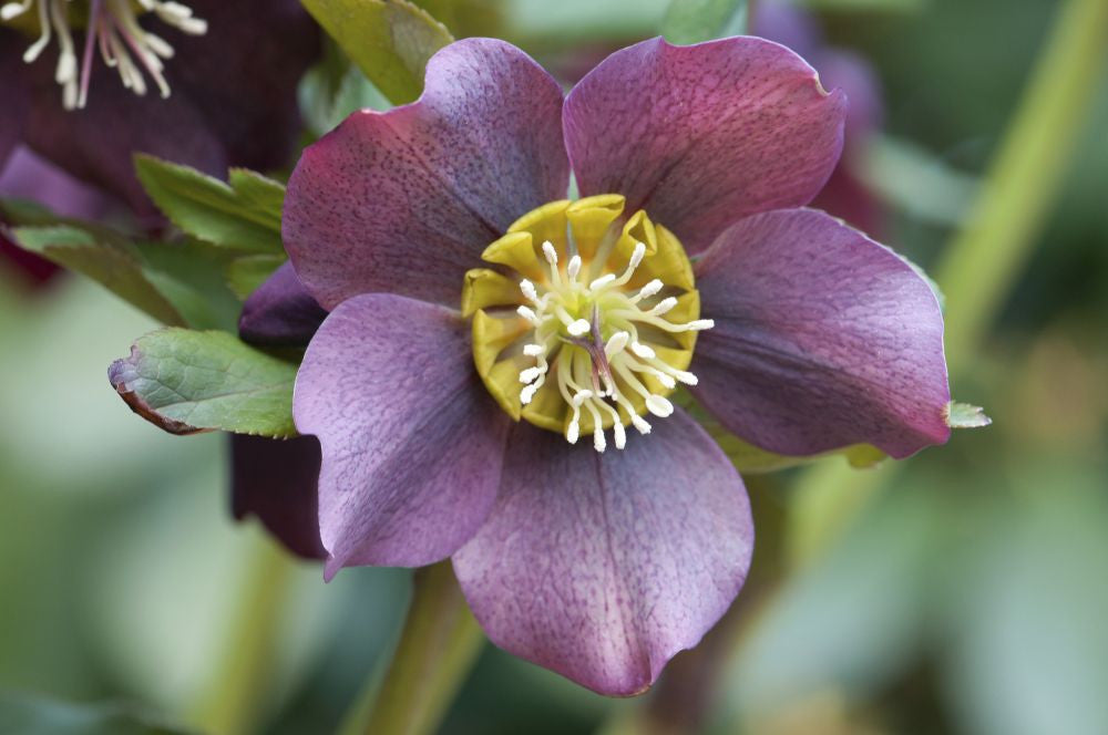 Close-Up of Lenten Rose Flower Fine Art Print by Darlyne Murawski