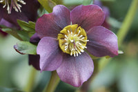Close-Up of Lenten Rose Flower Fine Art Print by Darlyne Murawski