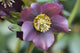 Close-Up of Lenten Rose Flower Fine Art Print by Darlyne Murawski