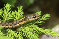 Common Garter Snake Fine Art Print by Darlyne Murawski - Acadia National Park