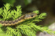 Common Garter Snake Fine Art Print by Darlyne Murawski - Acadia National Park