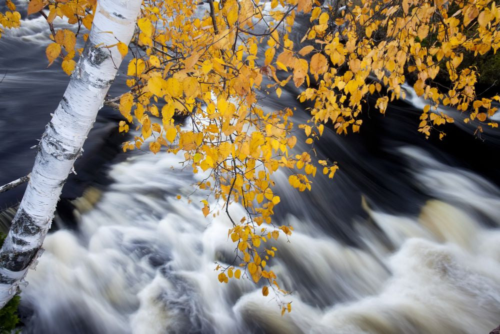 White Birch Tree Over Rushing Water in Adirondack Park Photo Print by Michael Melford