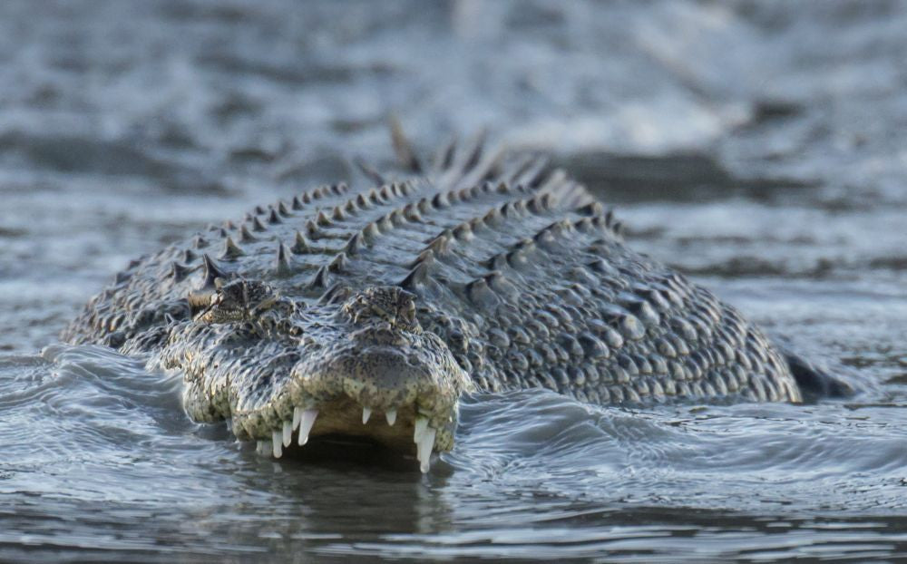 Close-Up Saltwater Crocodile Photo Print by Michael Melford