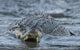 Close-Up Saltwater Crocodile Photo Print by Michael Melford