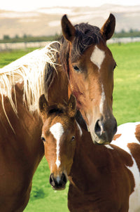 Horses Mare and Foal Poster Print - Nature's Beauty