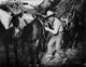 Roy Rogers Cowboy Photo Print with Horses