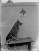 Rin Tin Tin Photo Print capturing the iconic canine star