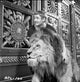 Androcles and the Lion photo print depicting a dramatic scene from the story.
